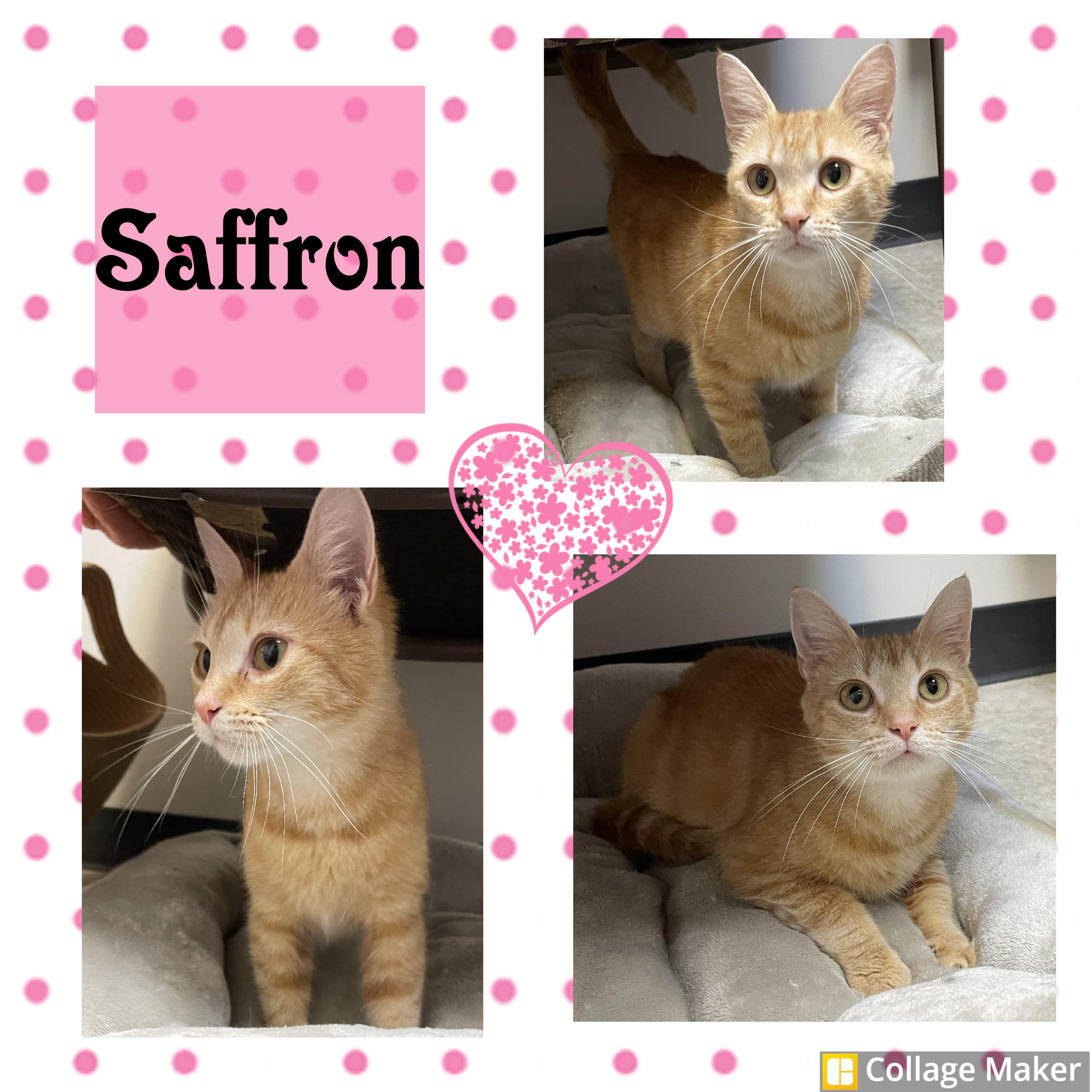 Saffron, ADOPTABLE, Adult Female Domestic Short Hair.
