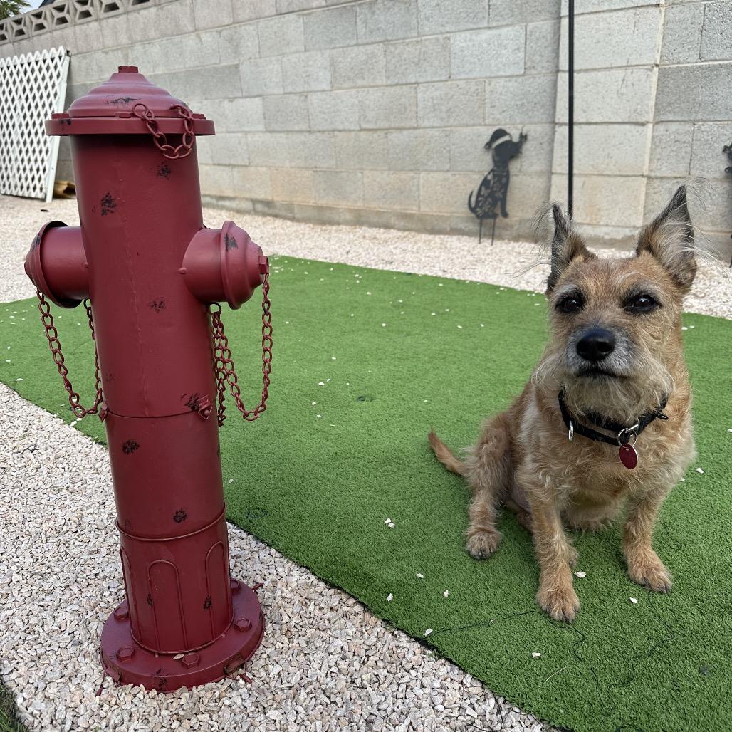 Enlarge Marlo, a Adoptable Terrier in Las Vegas, NV image 2/2