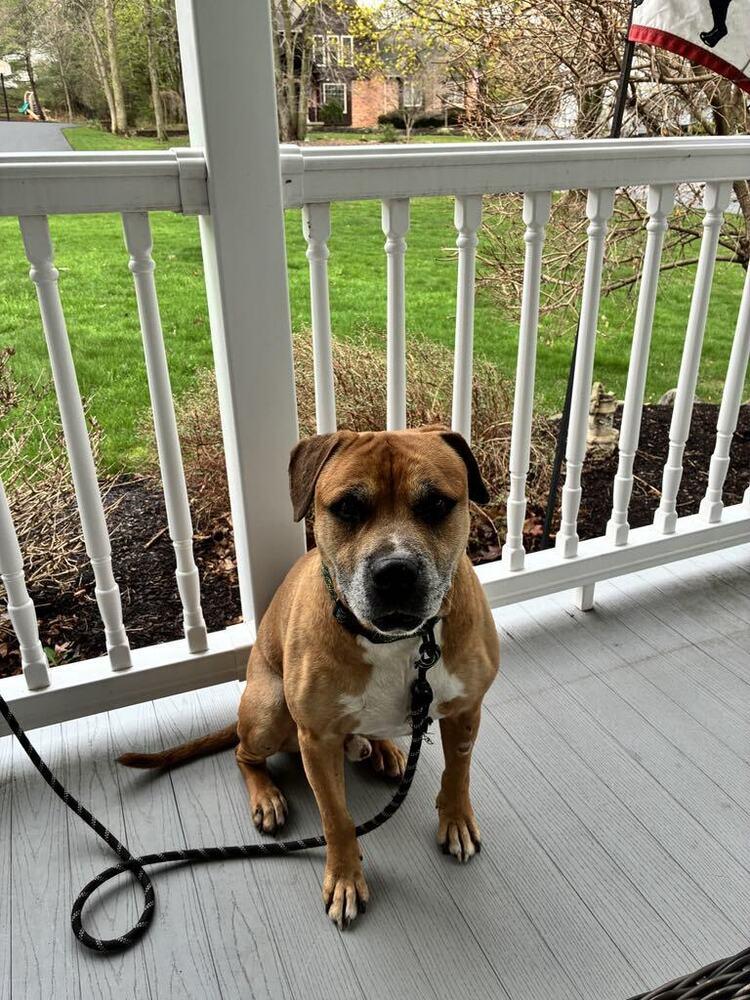 Otto, Adoptable, Senior Male Staffordshire Bull Terrier.