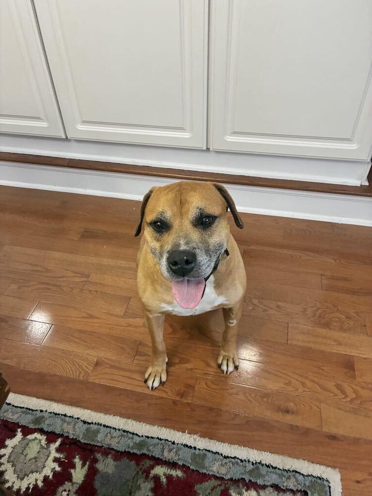 Enlarge Otto, a Adoptable mixed breed in Amherst, NY image 2/5