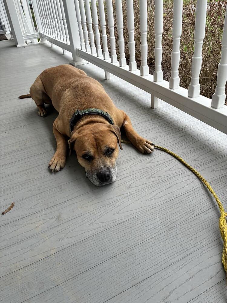 Enlarge Otto, a Adoptable mixed breed in Amherst, NY image 3/5