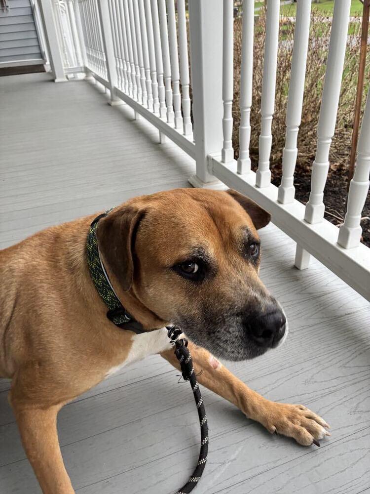 Enlarge Otto, a Adoptable mixed breed in Amherst, NY image 4/5