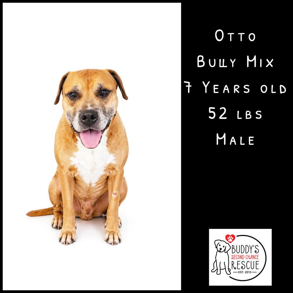 Enlarge Otto, a Adoptable mixed breed in Amherst, NY image 5/5
