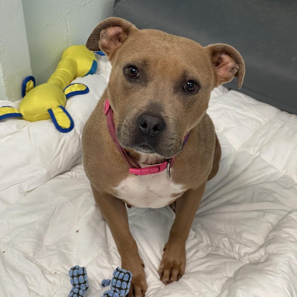 Flora, Adoptable, Adult Female American Staffordshire Terrier & American Bulldog.