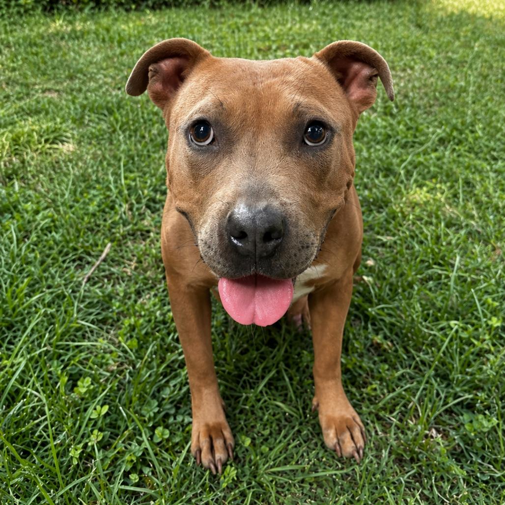 Flora, Adoptable, Adult Female American Staffordshire Terrier & American Bulldog.