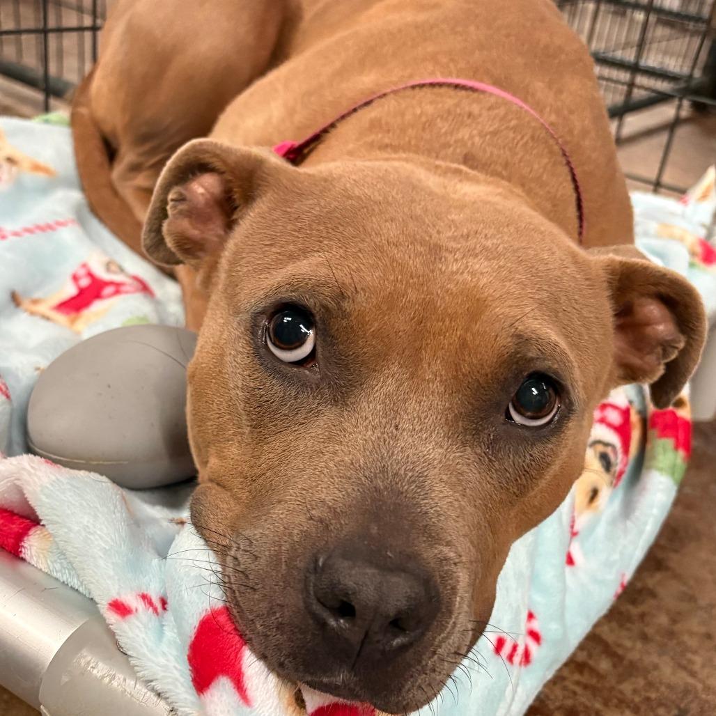 Flora, a Adoptable mixed breed in Tulsa, OK image 2/6