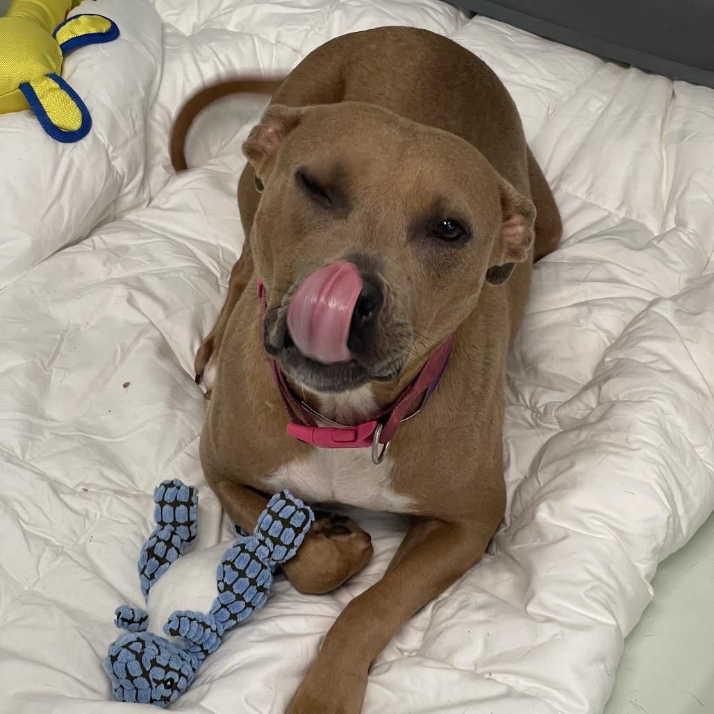 Flora, a Adoptable mixed breed in Tulsa, OK image 3/6