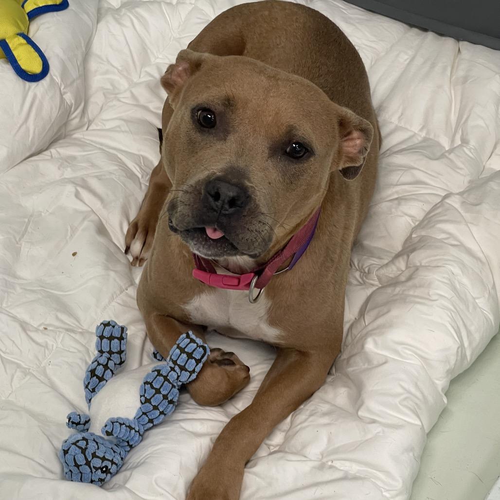 Flora, a Adoptable mixed breed in Tulsa, OK image 5/6