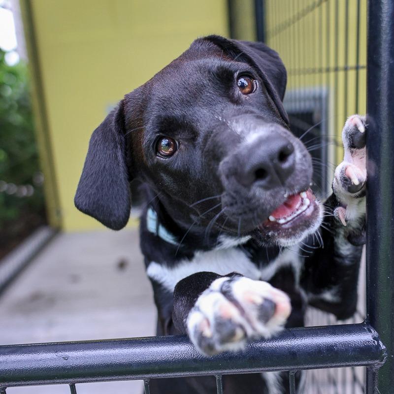 Pear, a Adoptable Mixed Breed in Bradenton, FL image 1/4