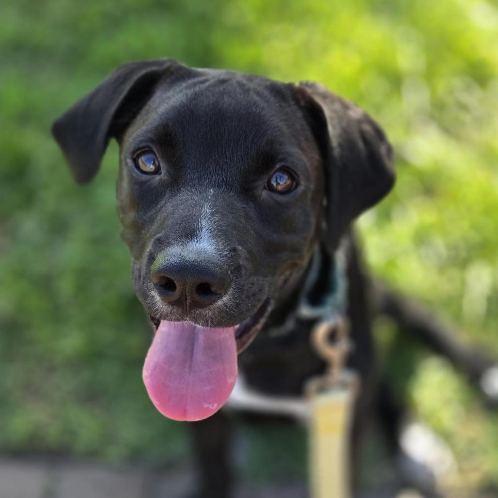 Pear, a Adoptable Mixed Breed in Bradenton, FL image 2/4