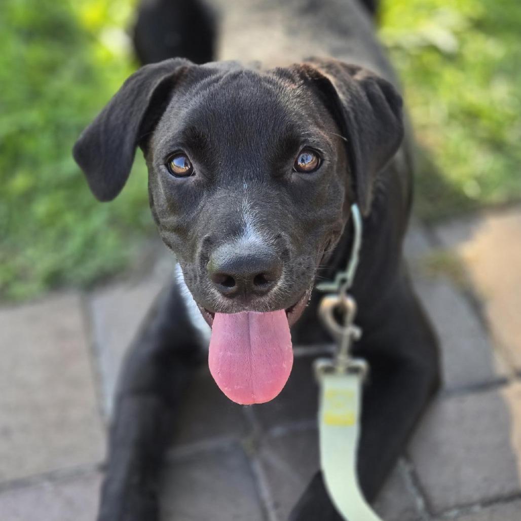 Pear, a Adoptable Mixed Breed in Bradenton, FL image 3/4