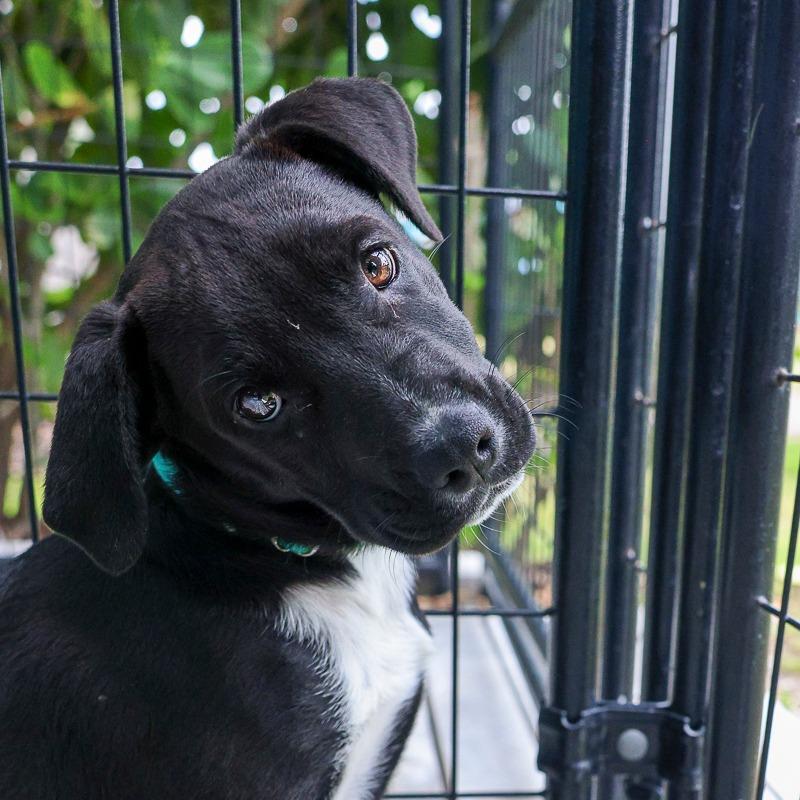 Pear, Adoptable, Puppy Male Mixed Breed.
