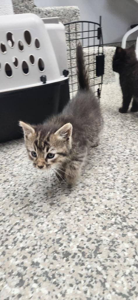 Enlarge Satin, a Adoptable mixed breed in Van Wert, OH image 1/1