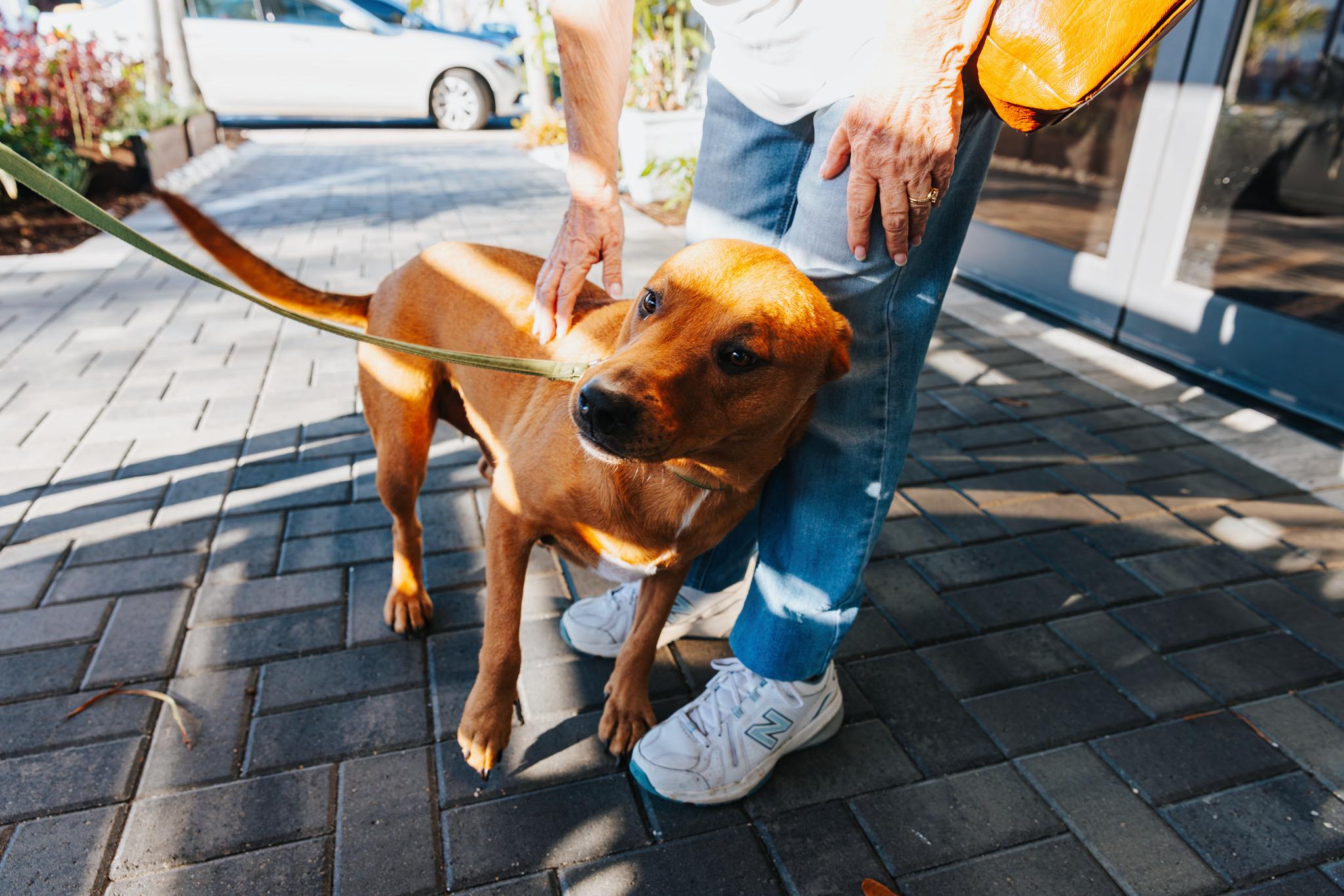 Enlarge Oliver, a ADOPTABLE mixed breed in Port Saint Lucie, FL image 2/5