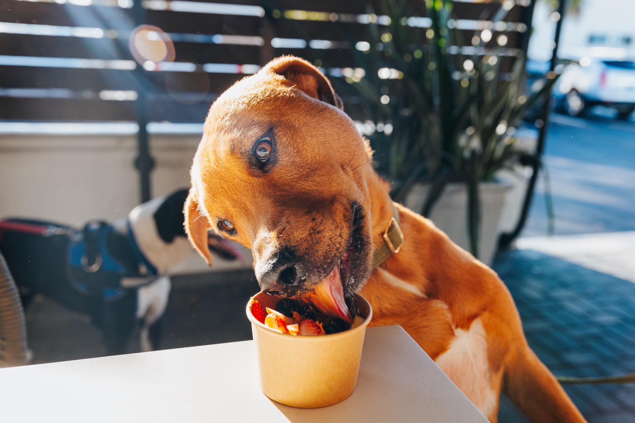 Enlarge Oliver, a ADOPTABLE mixed breed in Port Saint Lucie, FL image 5/5