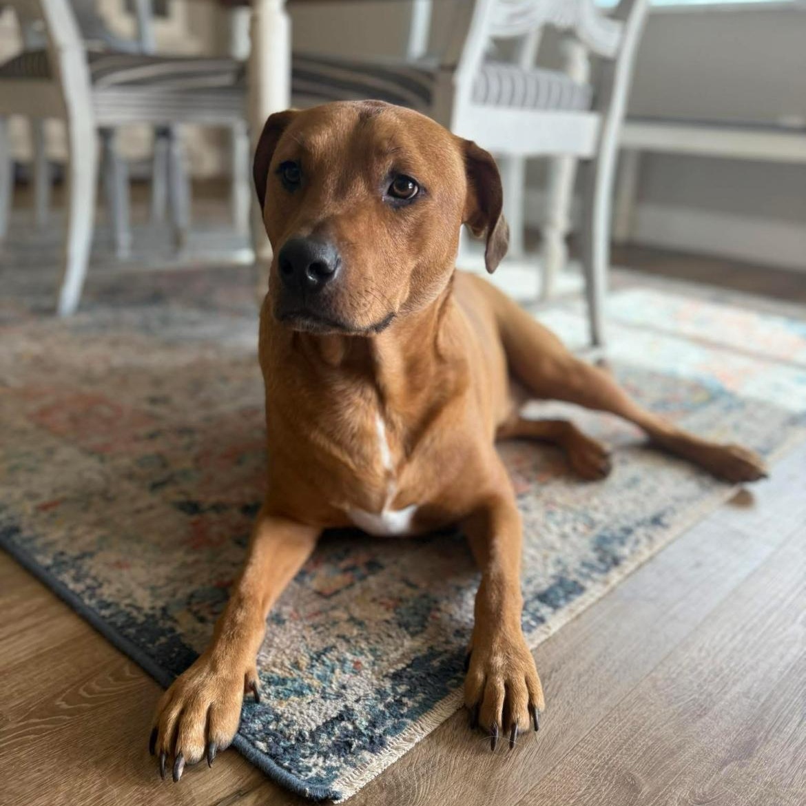 Oliver, ADOPTABLE, Adult Male Terrier & Rhodesian Ridgeback.