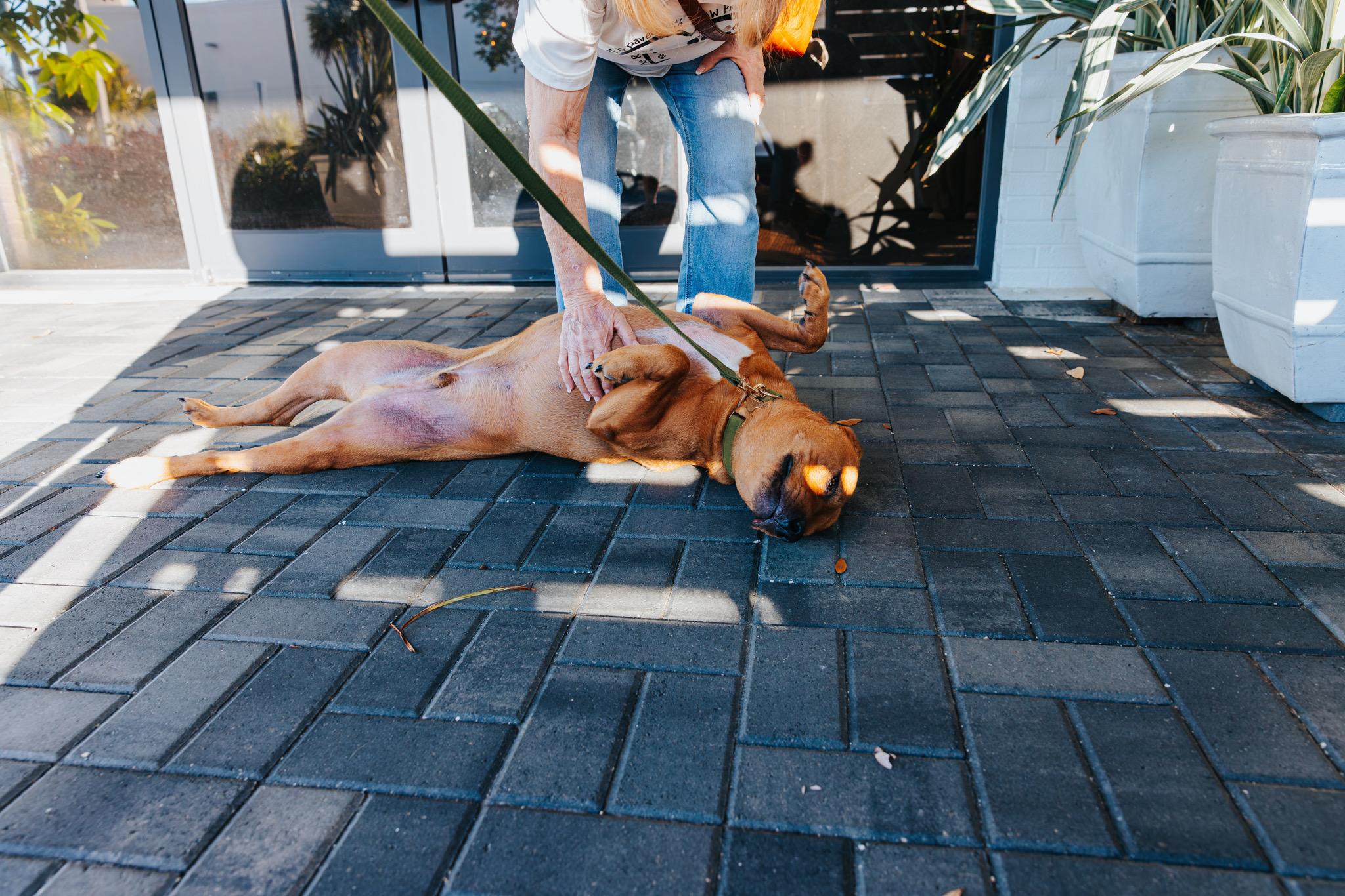 Enlarge Oliver, a ADOPTABLE mixed breed in Port Saint Lucie, FL image 3/5