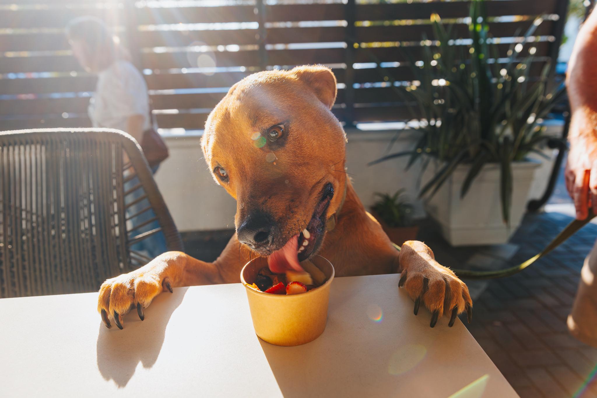 Enlarge Oliver, a ADOPTABLE mixed breed in Port Saint Lucie, FL image 4/5