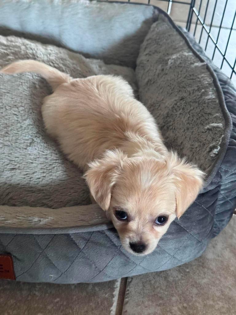 Dorothy, a Adoptable mixed breed in Bryan, TX image 3/6