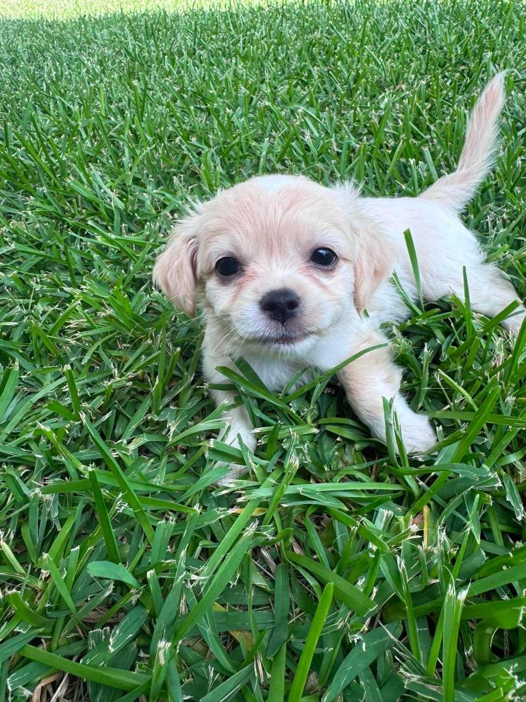 Dorothy, a Adoptable mixed breed in Bryan, TX image 4/6