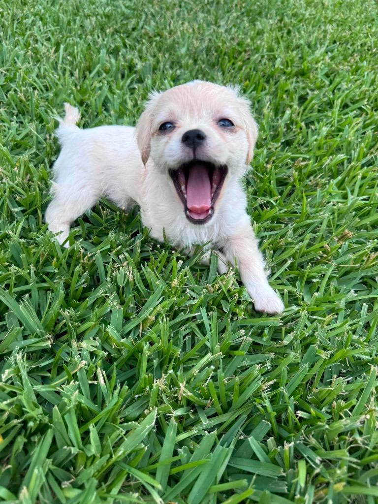 Dorothy, a Adoptable mixed breed in Bryan, TX image 5/6