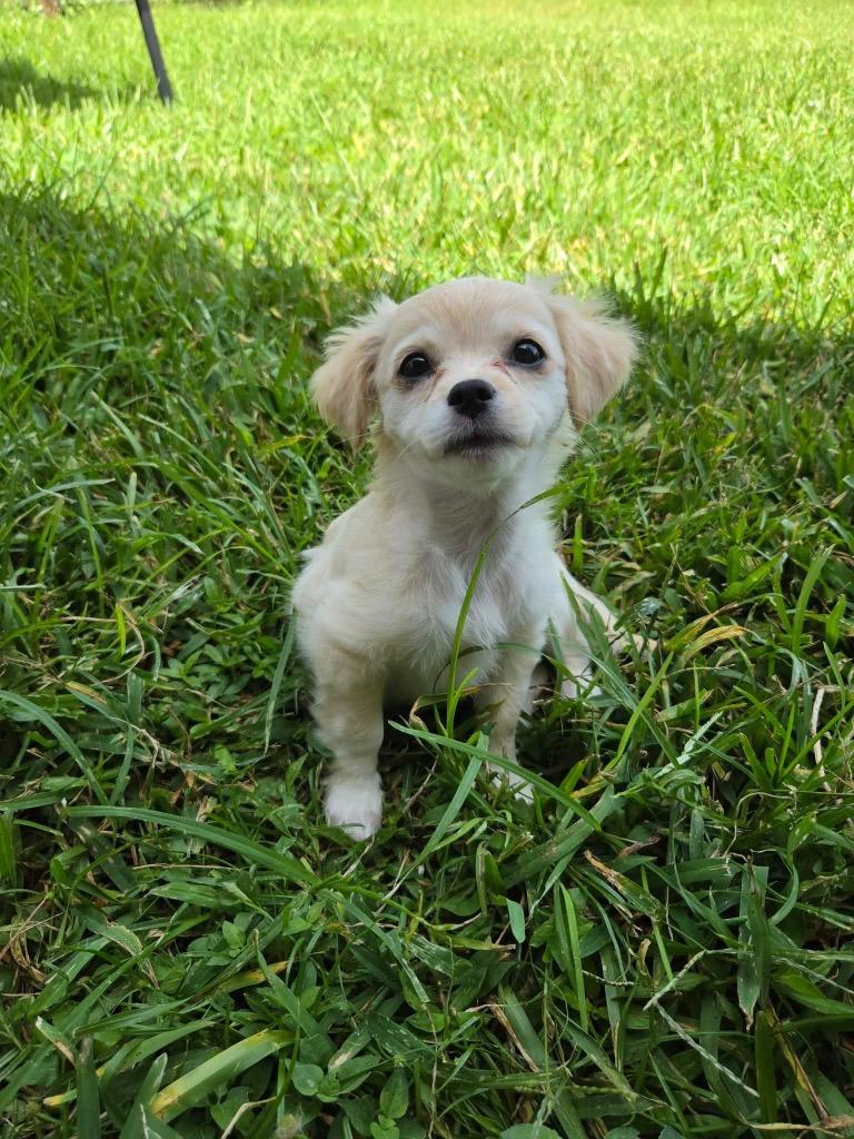 Dorothy, a Adoptable mixed breed in Bryan, TX image 6/6
