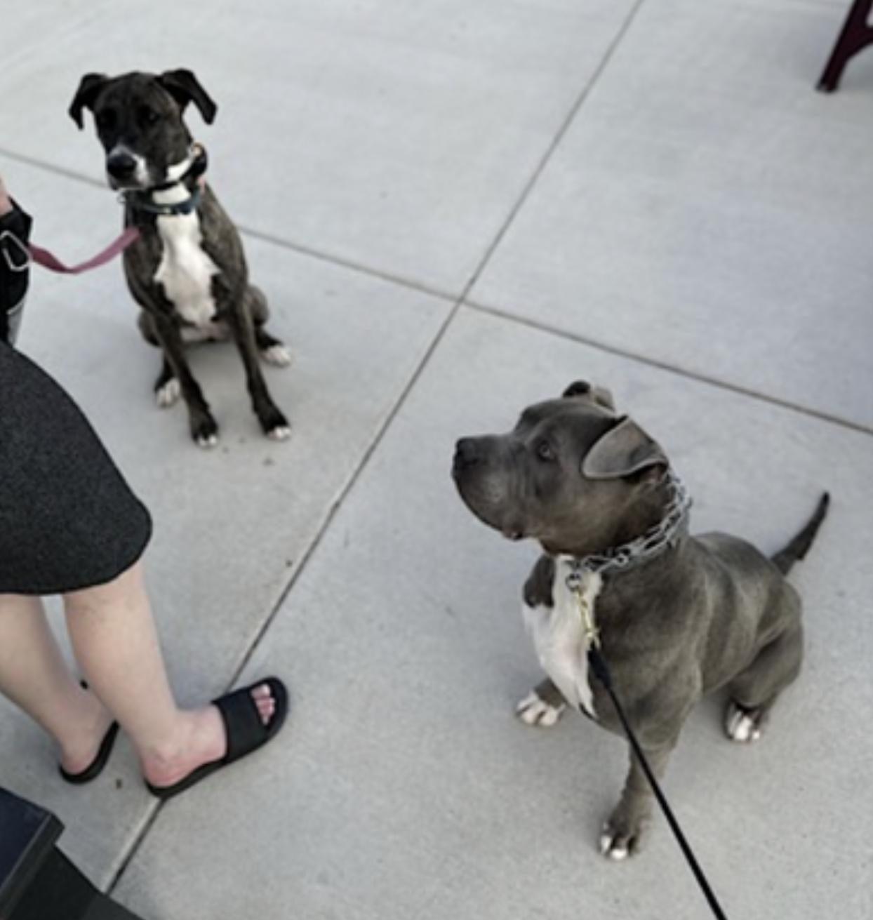 Brady — thumbnail 5