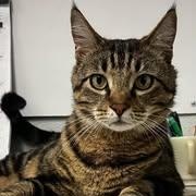 Kameryn, a Adoptable mixed breed in Libby, MT image 1/3