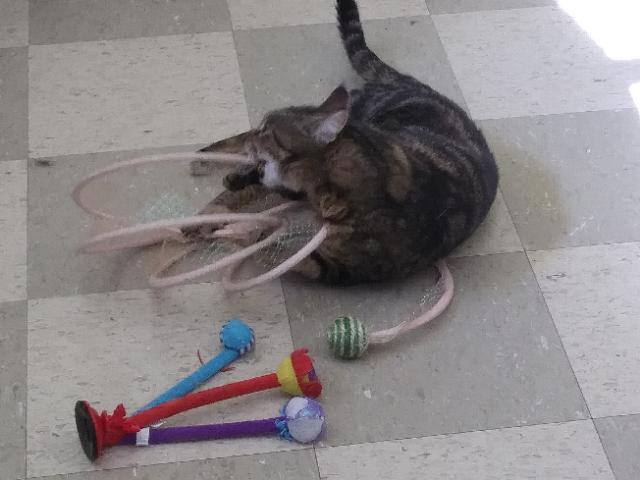 Kameryn, a Adoptable mixed breed in Libby, MT image 2/3