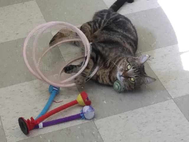 Kameryn, a Adoptable mixed breed in Libby, MT image 3/3