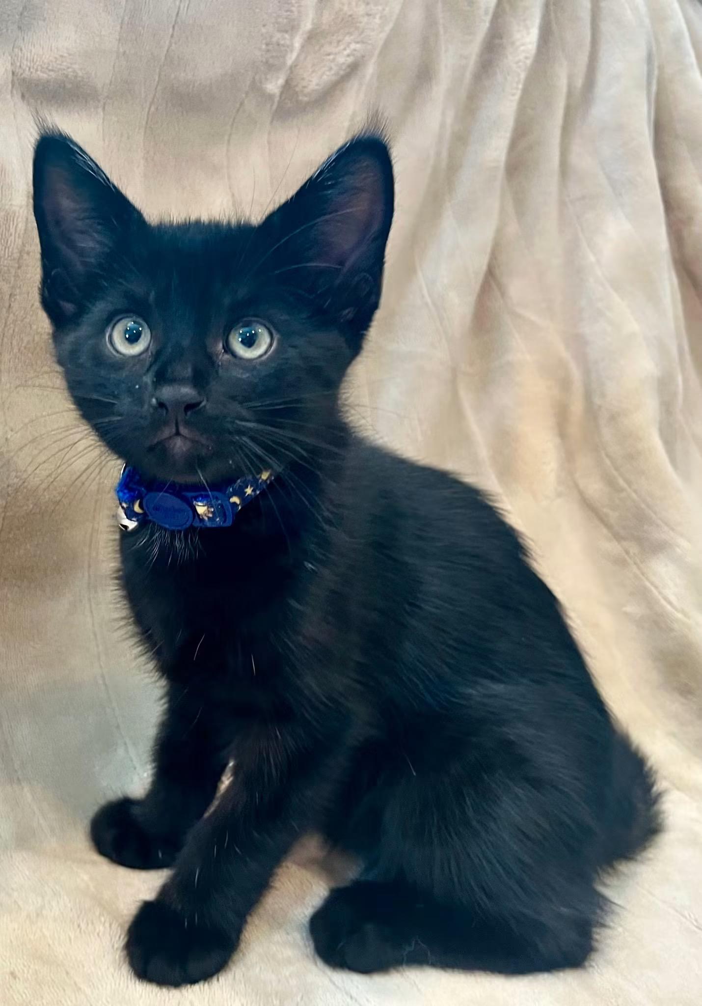 Enlarge ROCKY 2, an adopted Domestic Short Hair in Tillsonburg, ON image 1/1