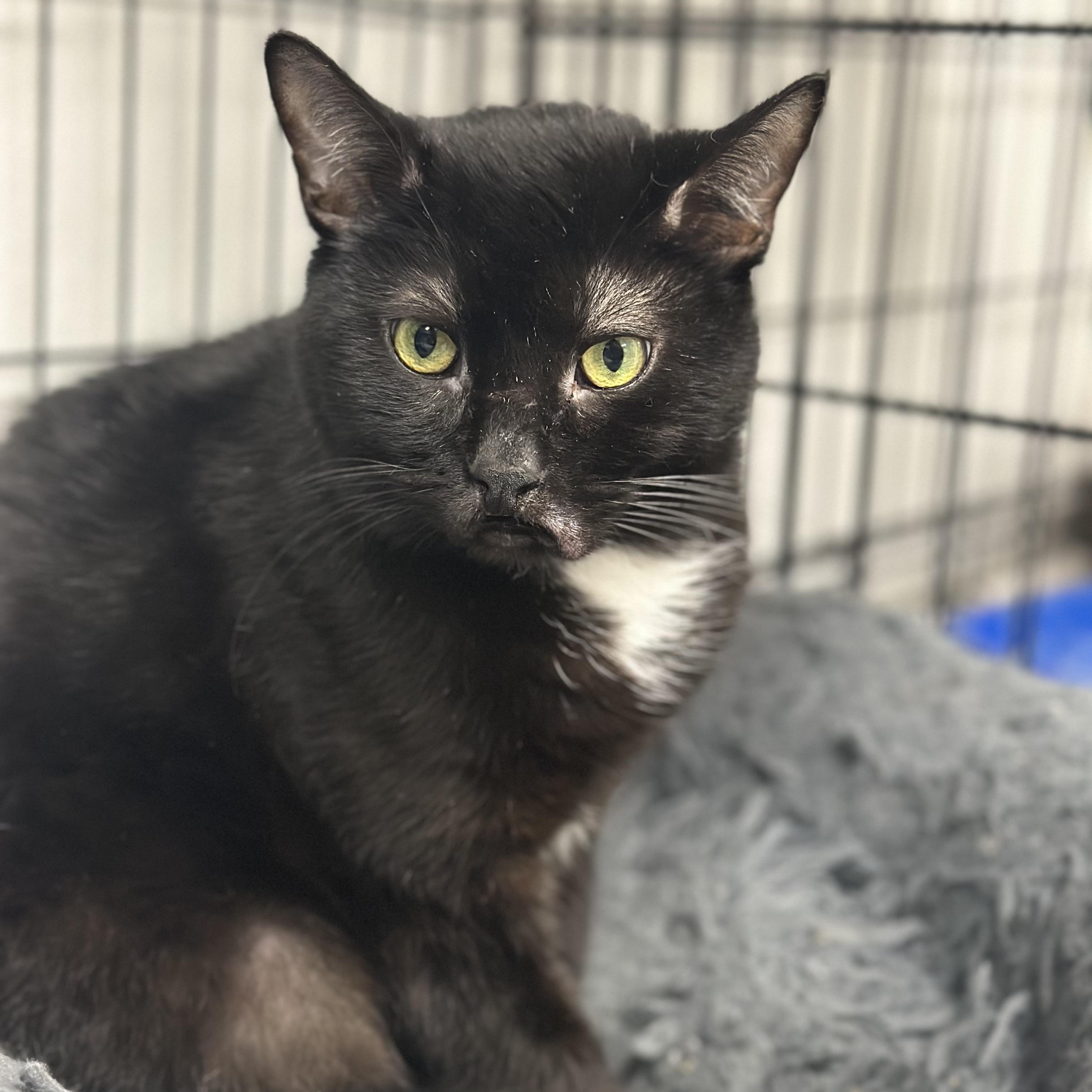 Trent, Adult Male Domestic Short Hair