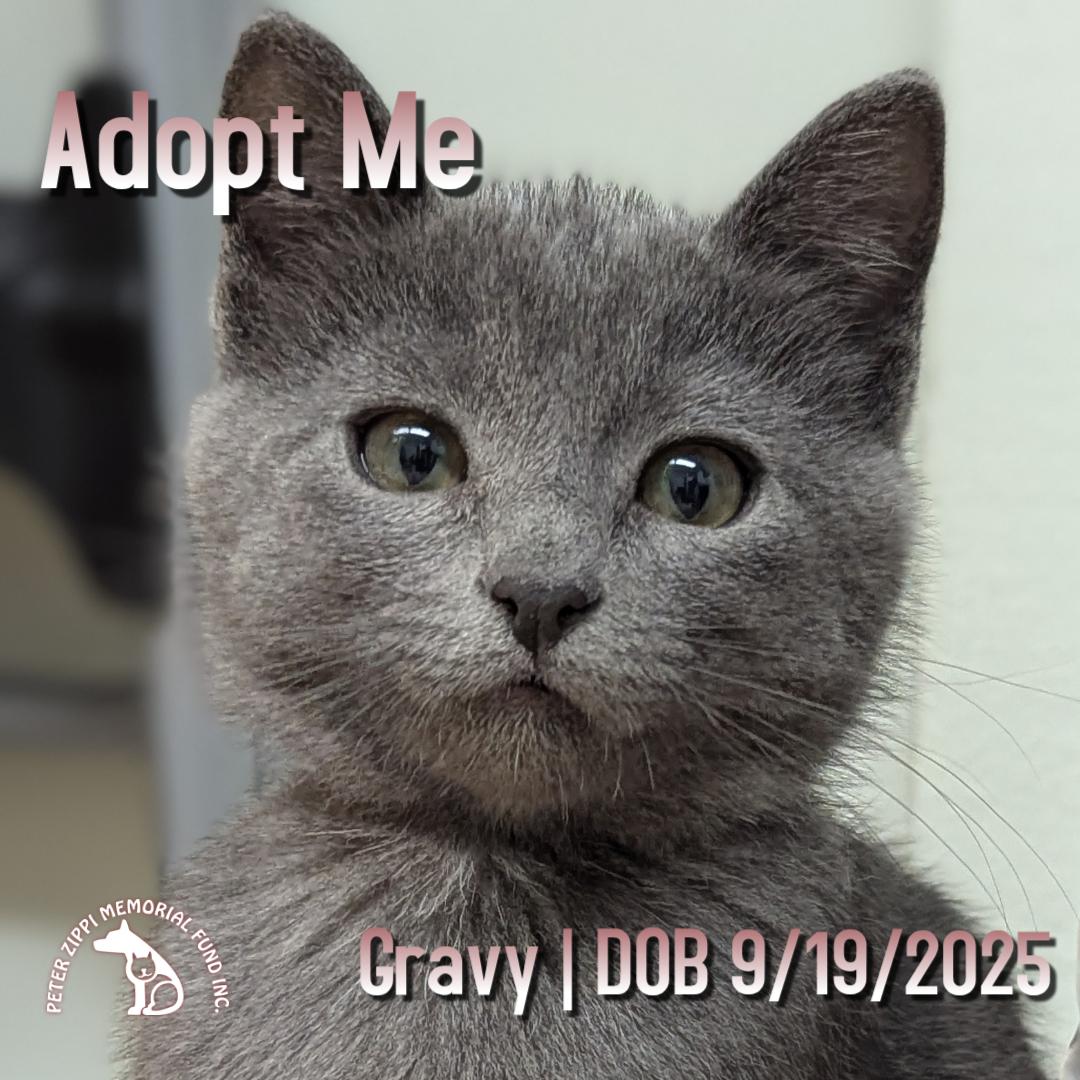 Gravy, ADOPTABLE, Kitten Female Domestic Short Hair & Tabby.
