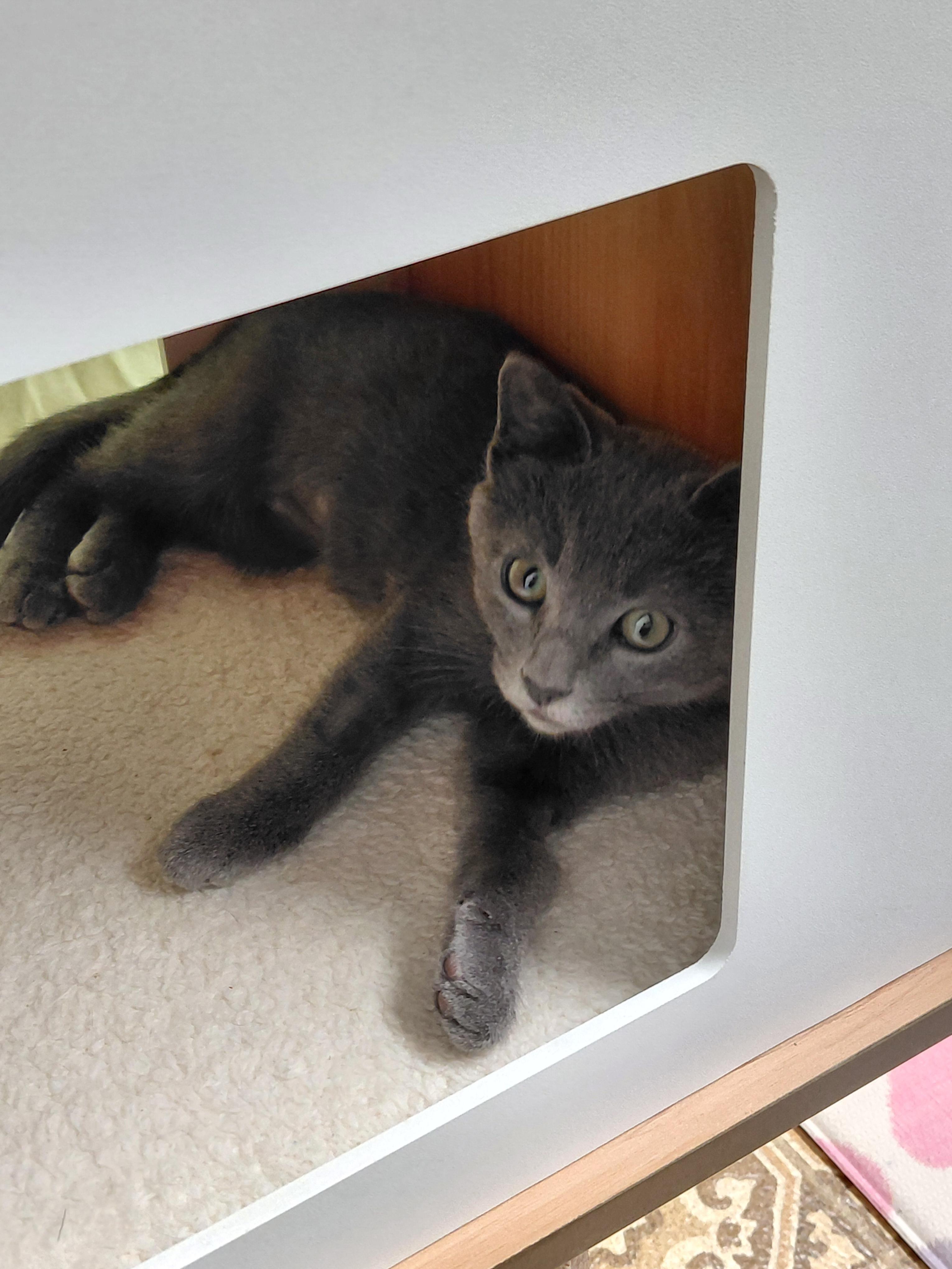 Gravy, an adopted mixed breed in Hermosa Beach, CA image 2/3