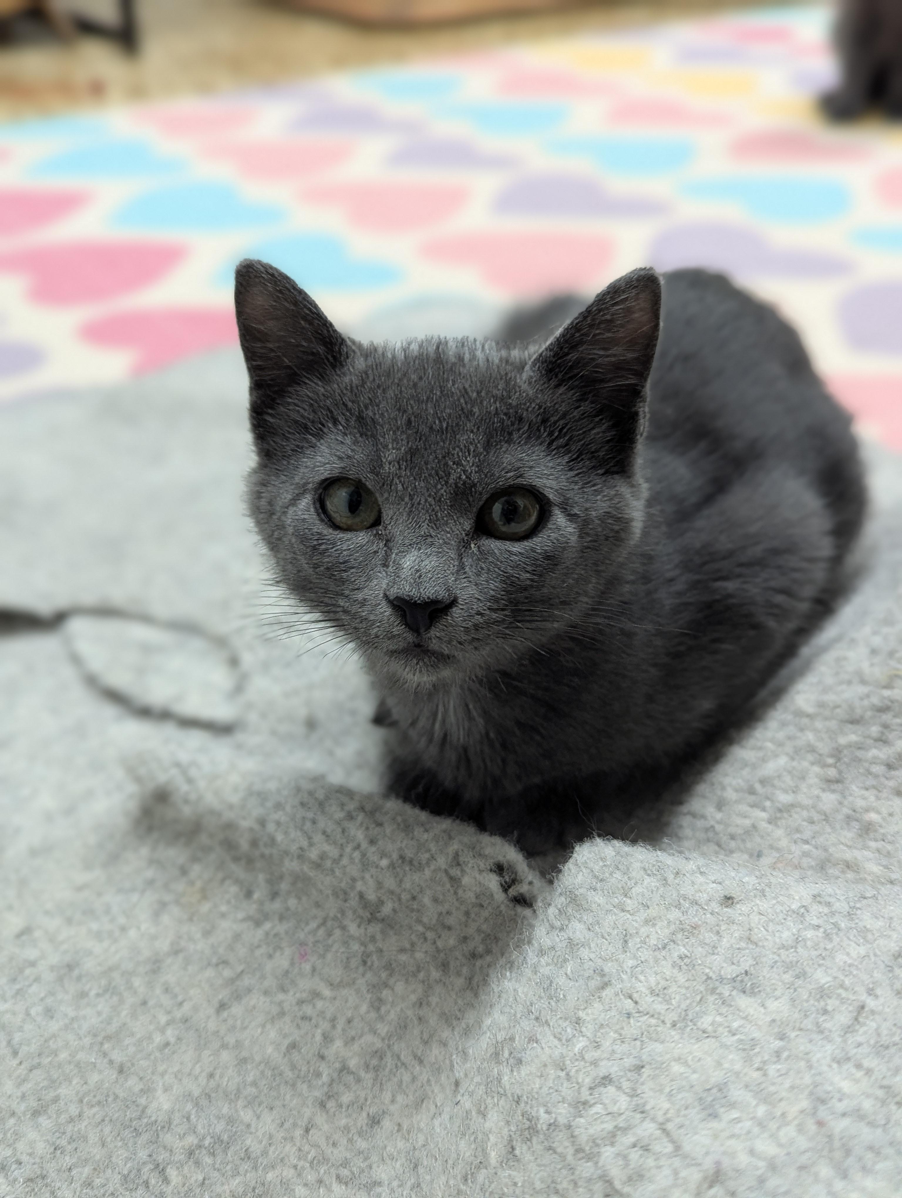 Gravy, an adopted mixed breed in Hermosa Beach, CA image 3/3