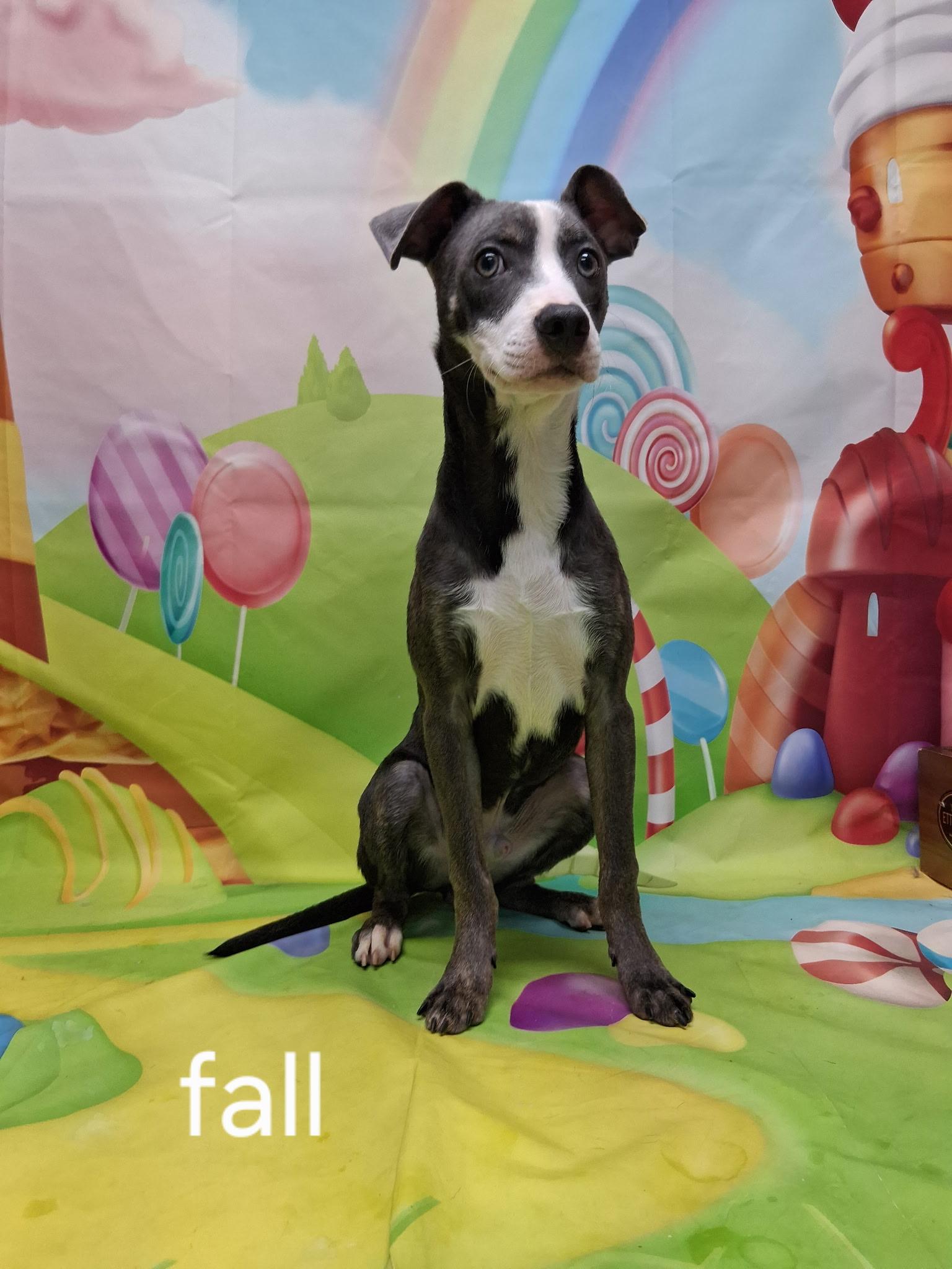 Fall, Adoptable, Young Male Mixed Breed.