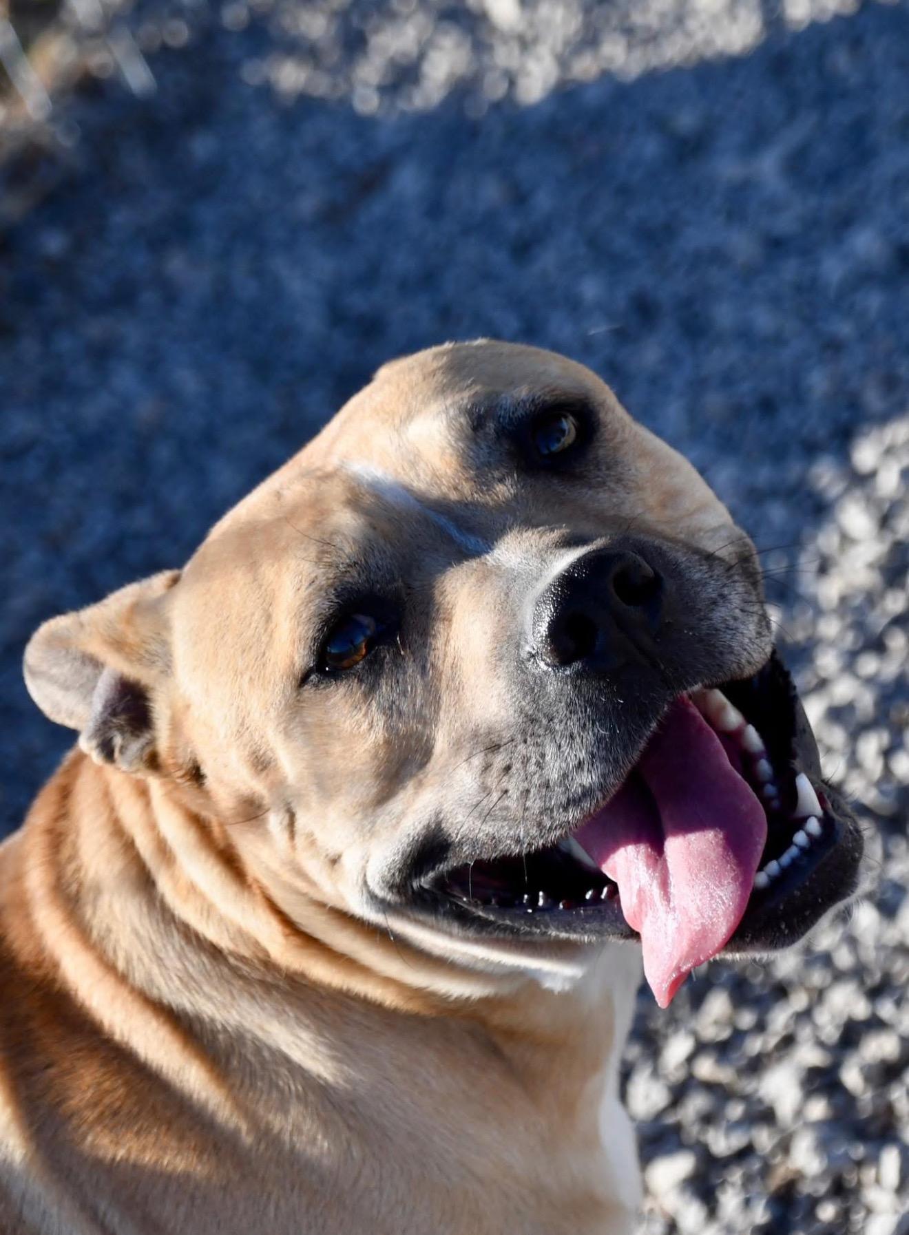 Enlarge Mary Todd, a ADOPTABLE mixed breed in Hiawatha, KS image 3/5