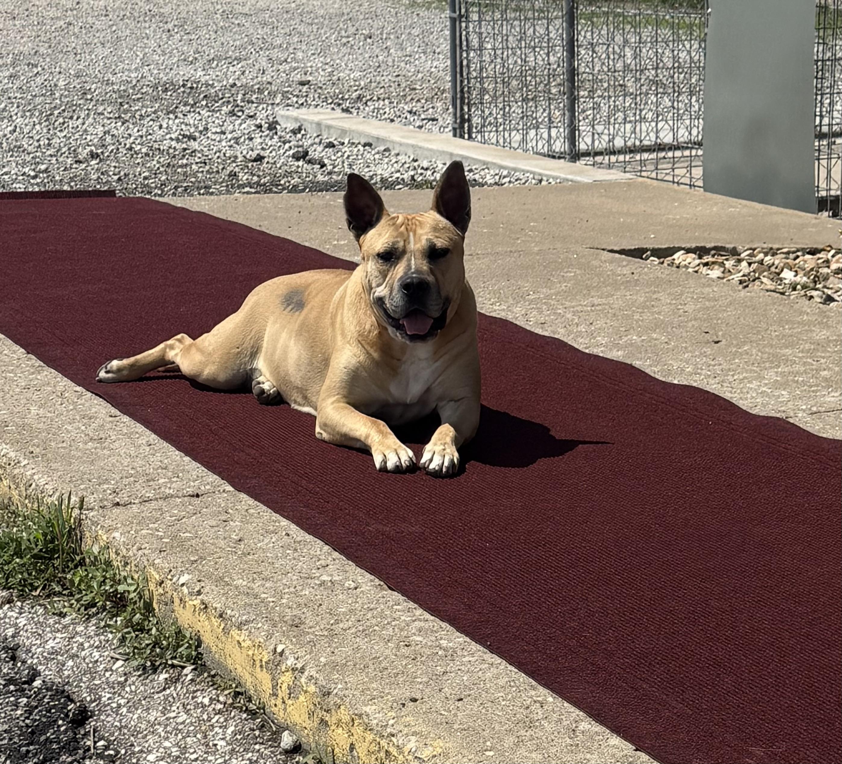 Mary Todd, ADOPTABLE, Adult Female Pit Bull Terrier & German Shepherd Dog.