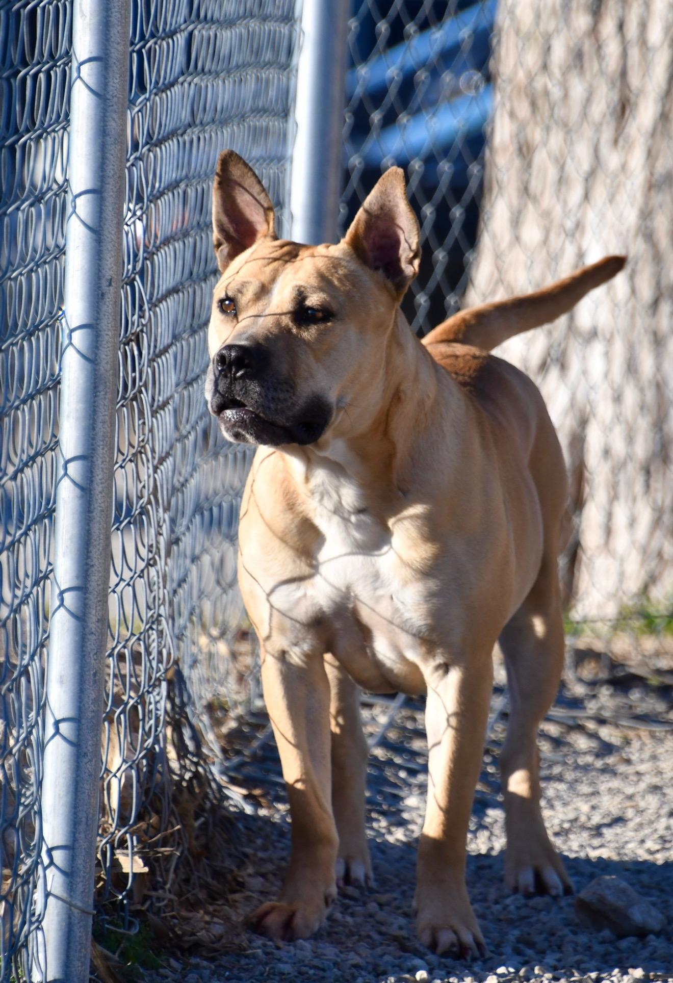 Enlarge Mary Todd, a ADOPTABLE mixed breed in Hiawatha, KS image 2/5