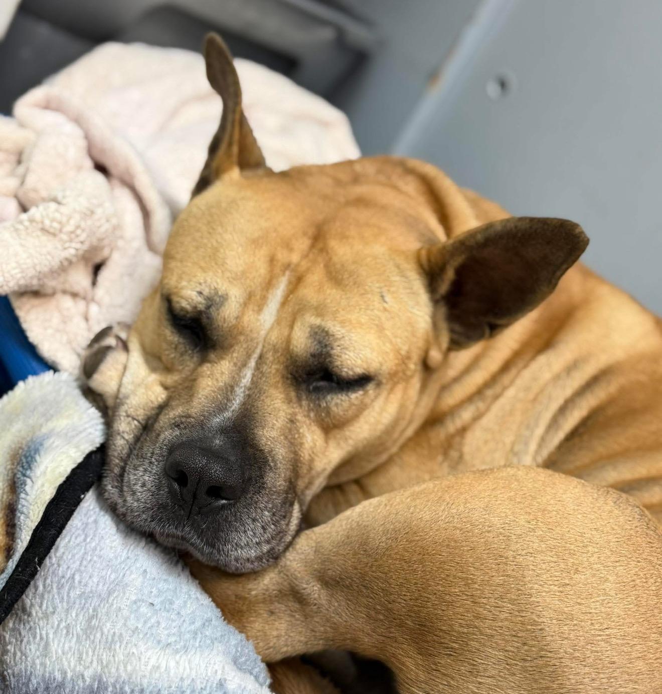 Enlarge Mary Todd, a ADOPTABLE mixed breed in Hiawatha, KS image 5/5