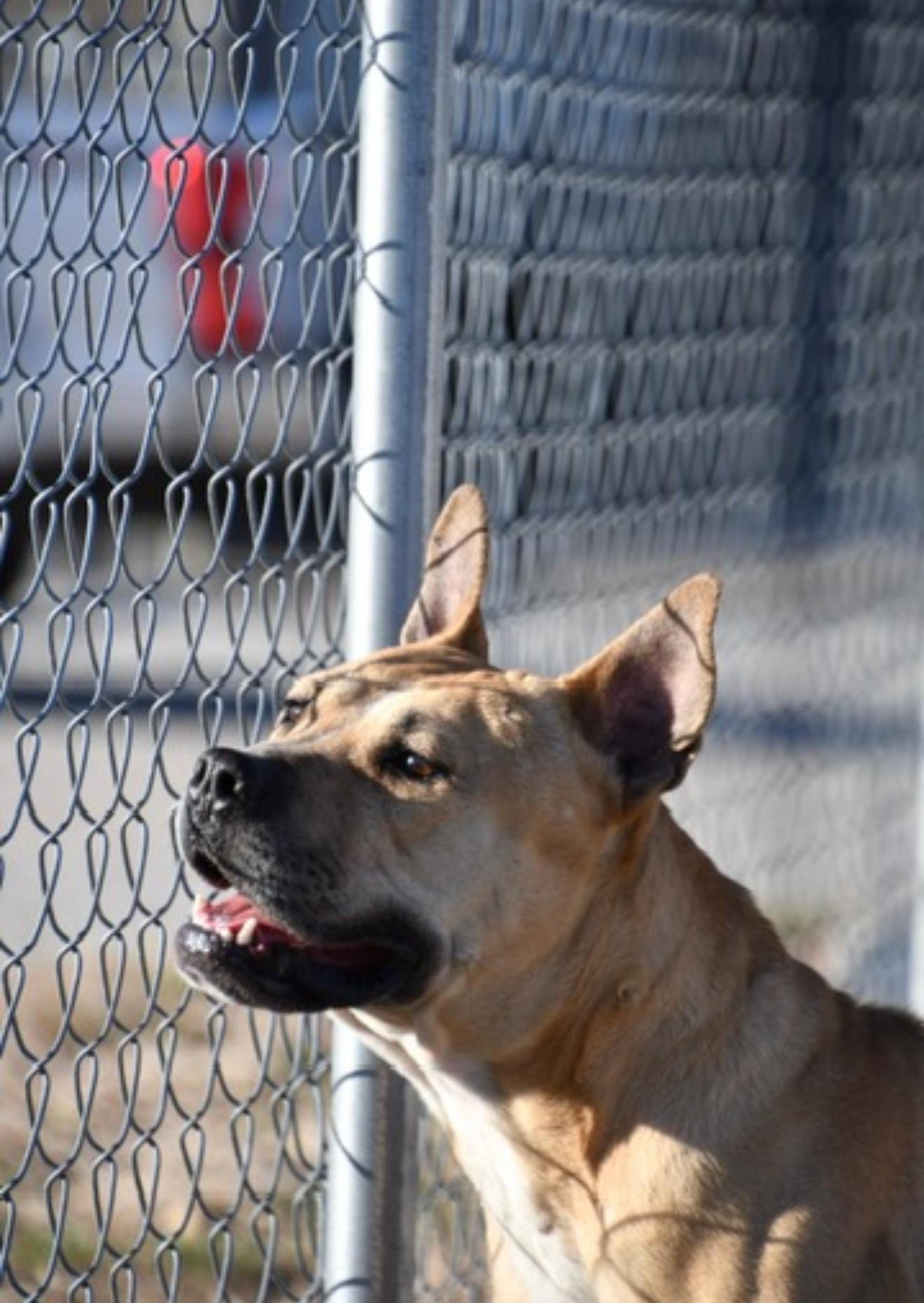 Enlarge Mary Todd, a ADOPTABLE mixed breed in Hiawatha, KS image 4/5