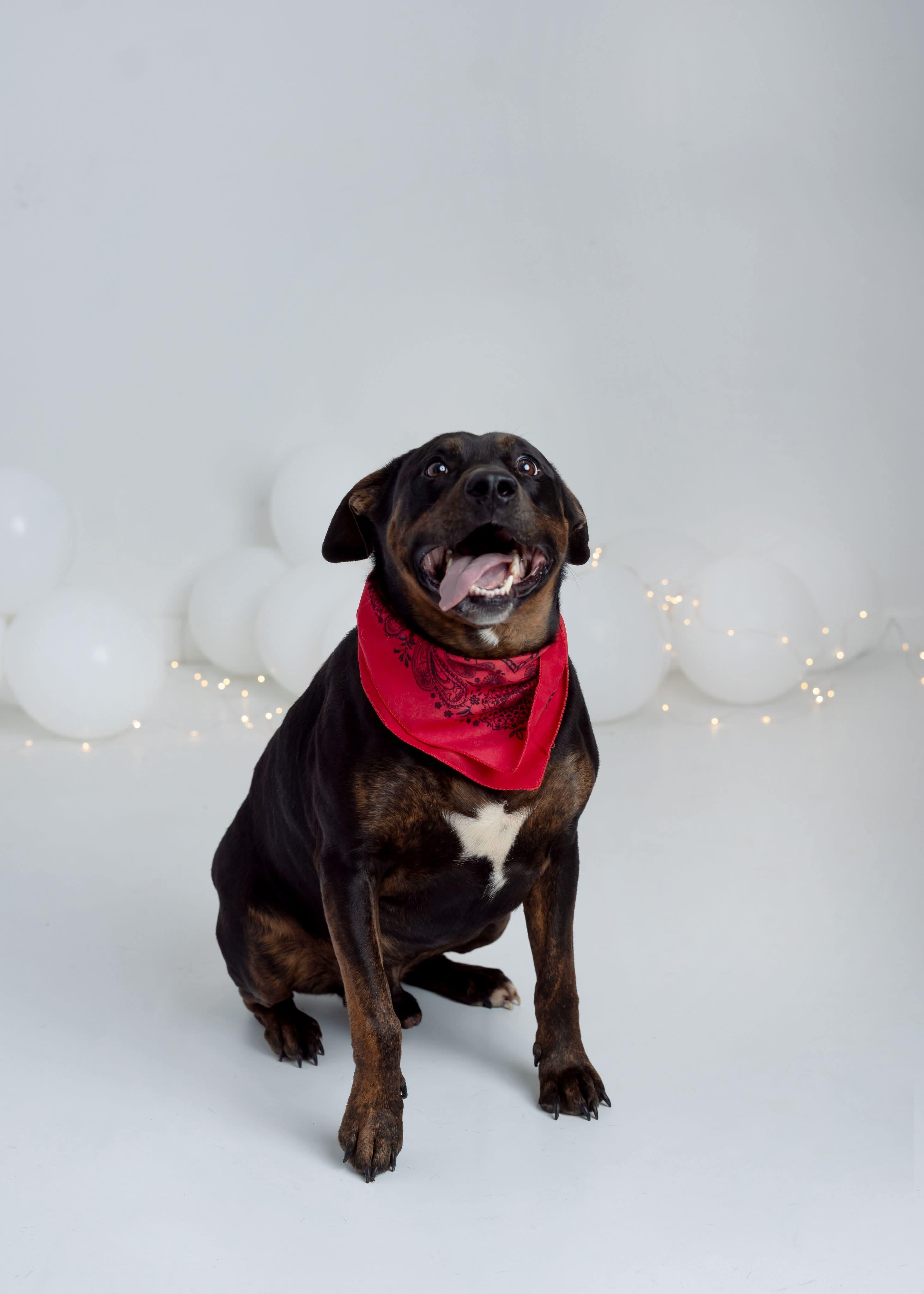 Benny, an adoptable Labrador Retriever, Pit Bull Terrier in Greenfield, TN, 38230 | Photo Image 1