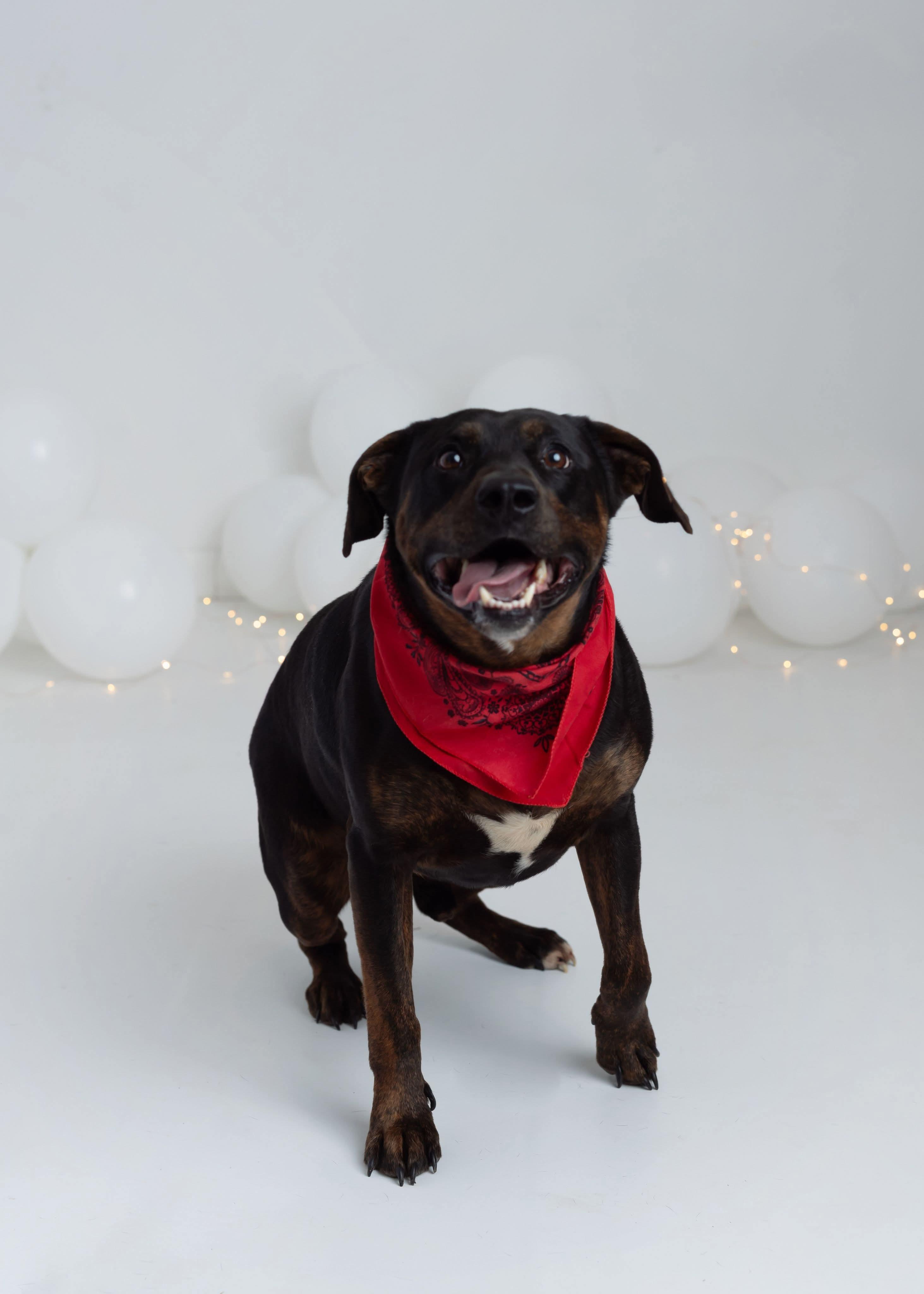 Benny, an adoptable Labrador Retriever, Pit Bull Terrier in Greenfield, TN, 38230 | Photo Image 3