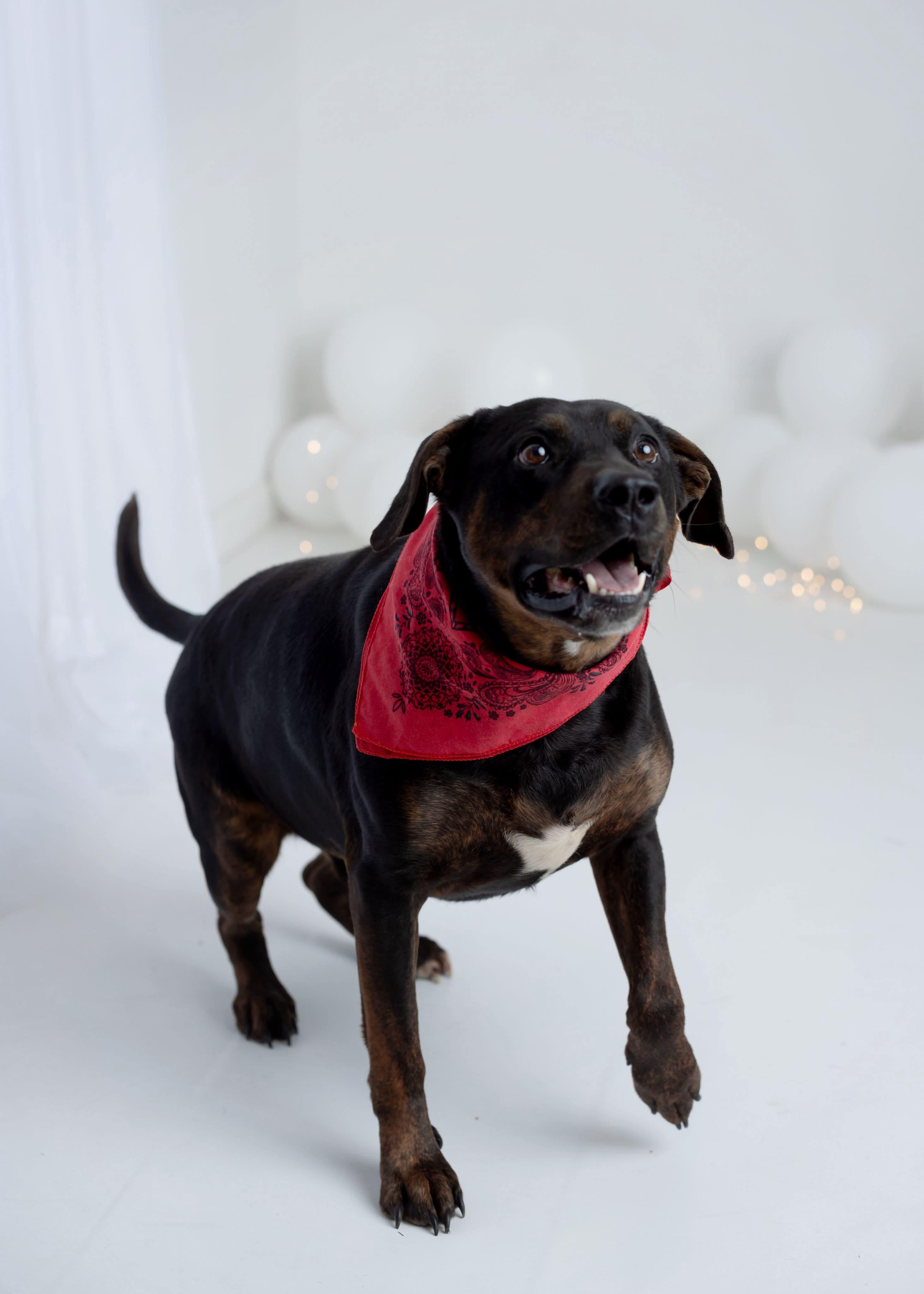 Benny, an adoptable Labrador Retriever, Pit Bull Terrier in Greenfield, TN, 38230 | Photo Image 4