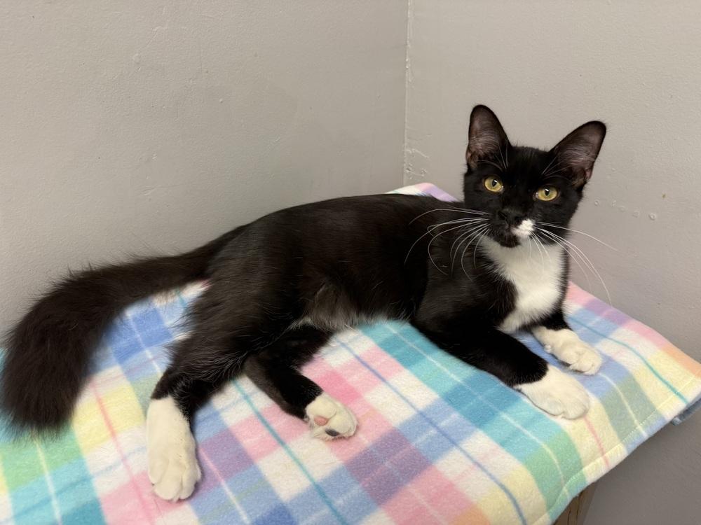 Ringo, Adoptable, Kitten Male Domestic Medium Hair.