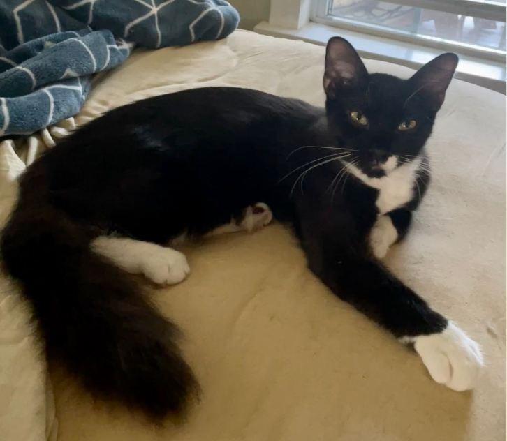 Enlarge Ringo, a Adoptable Domestic Medium Hair in Hudson, NH image 2/3