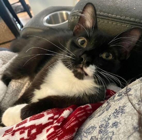 Enlarge Ringo, a Adoptable Domestic Medium Hair in Hudson, NH image 3/3