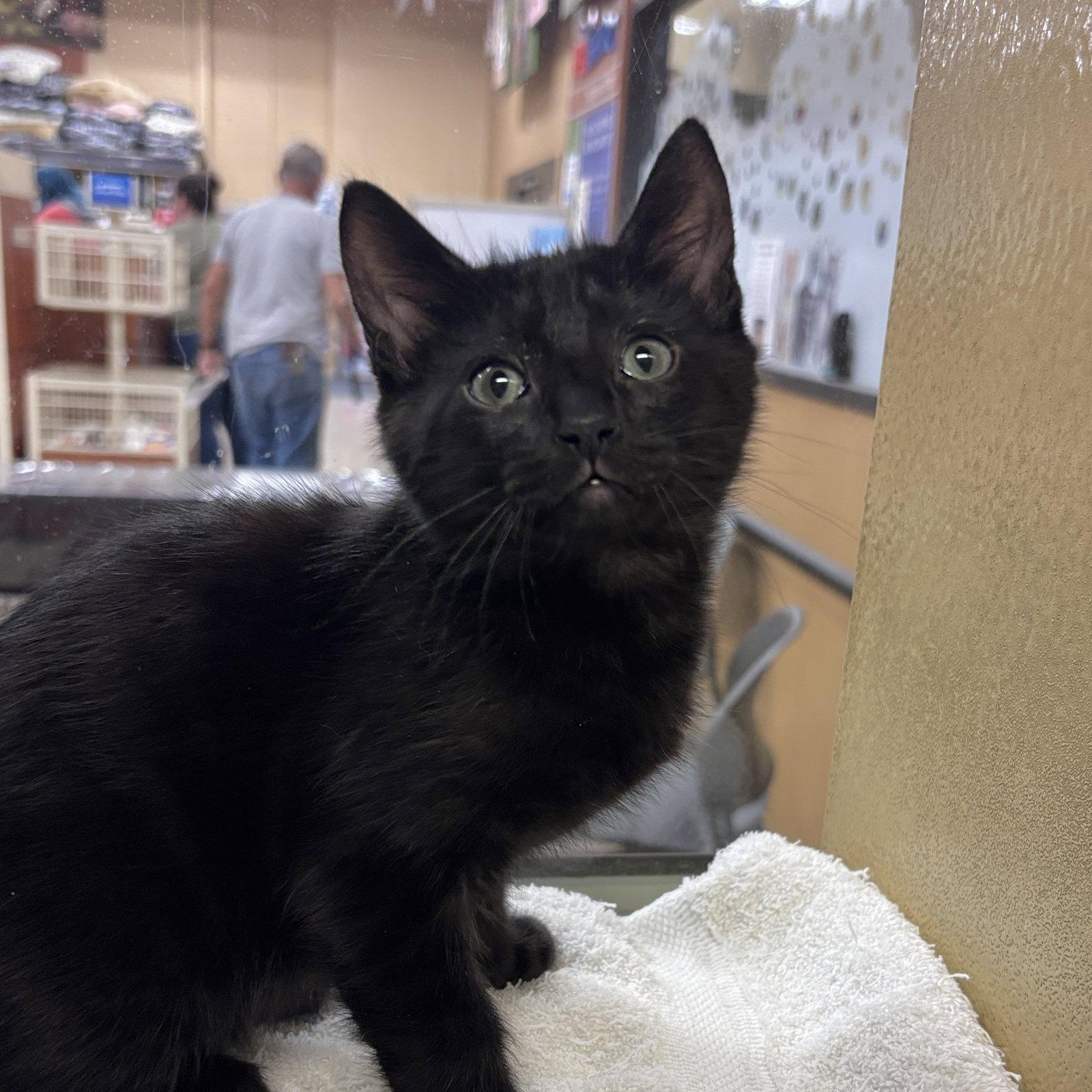 Charcoal, Adoptable, Kitten Male Domestic Short Hair.