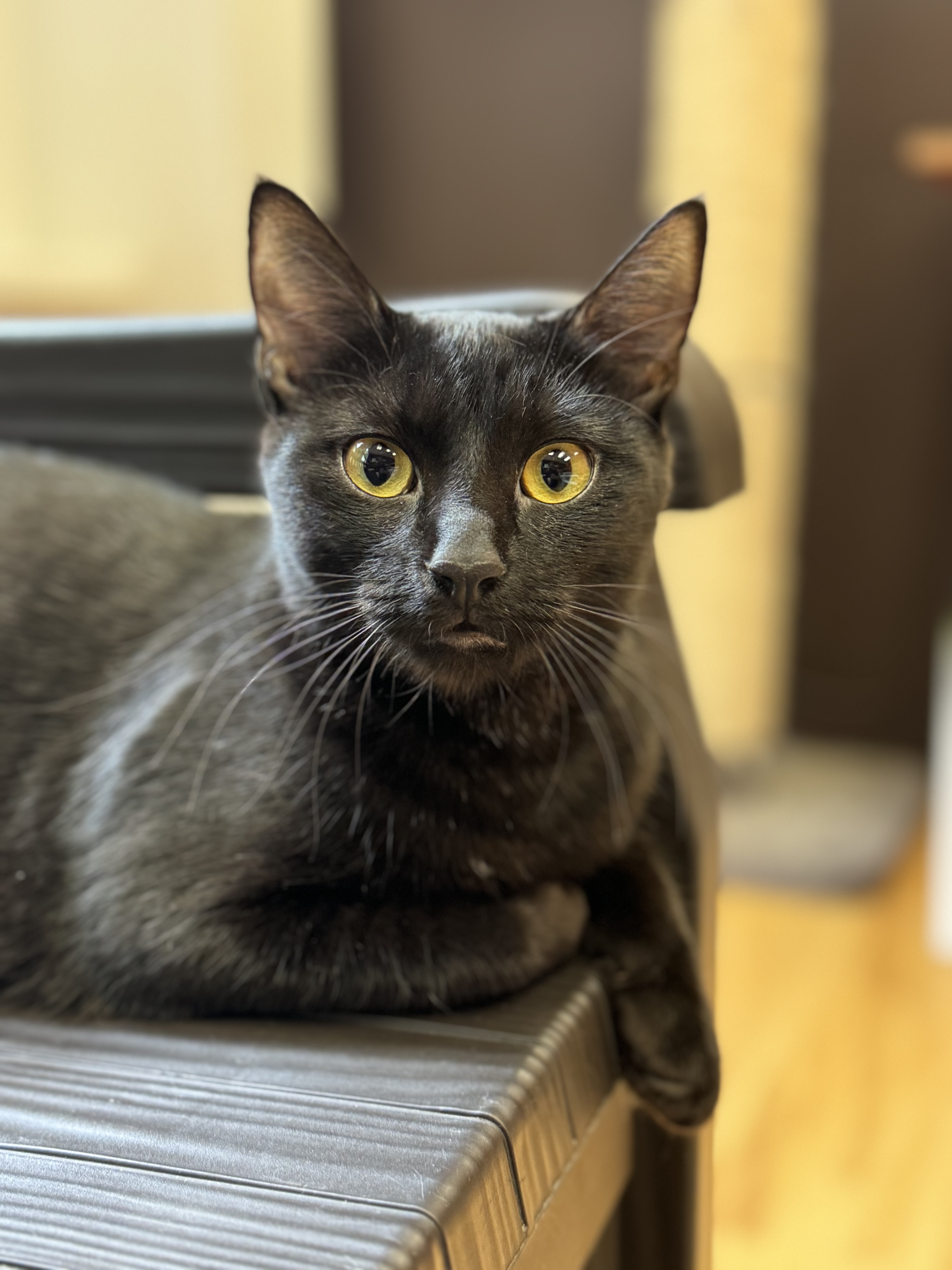 Isabella