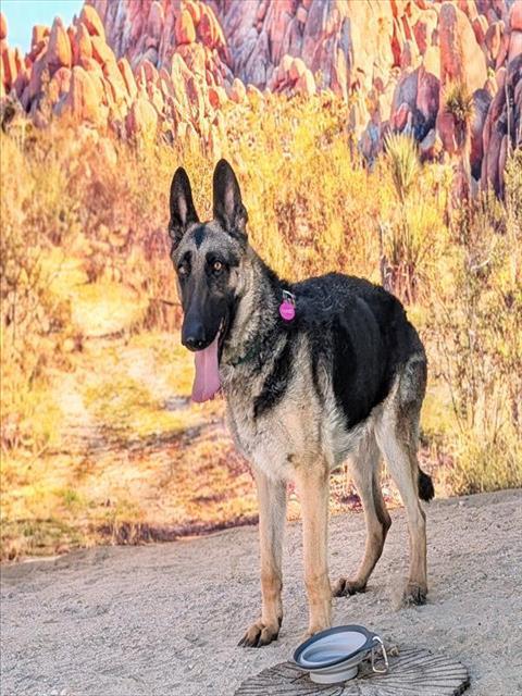 Enlarge CECE, a Adoptable mixed breed in Thousand Palms, CA image 1/1